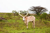 White Ankole-Watusi cattle poster print by Martin Zwick, showcasing majestic cattle from Uganda.