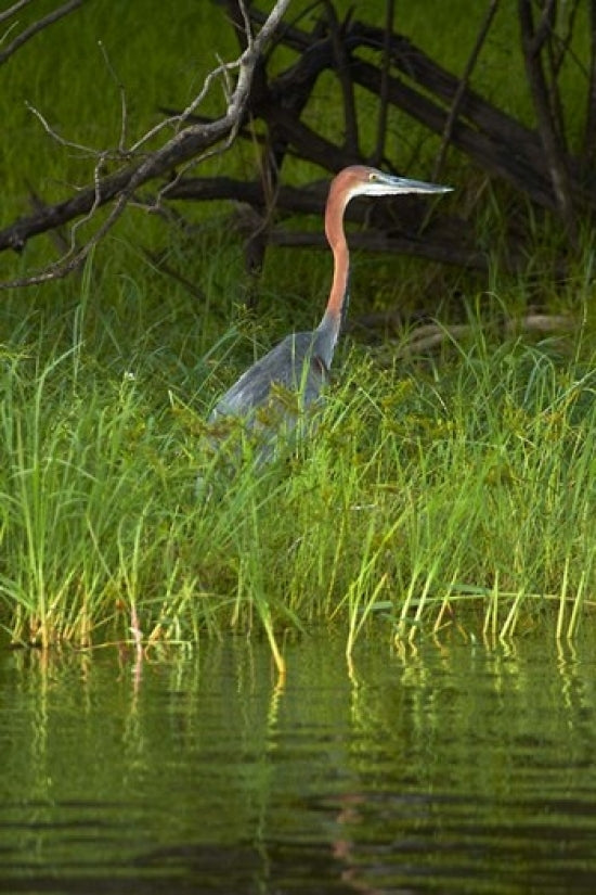 Goliath Heron Along the Zambezi River Fine Art Print by David Wall