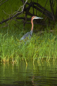Goliath Heron Along the Zambezi River Fine Art Print by David Wall