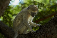 Vervet Monkey at Victoria Falls, Zimbabwe Poster Print by David Wall