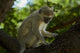 Vervet Monkey at Victoria Falls, Zimbabwe Poster Print by David Wall