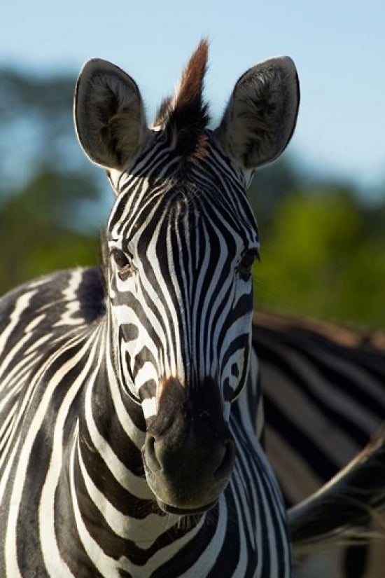 Chapman's zebra poster print from Hwange National Park, Zimbabwe.