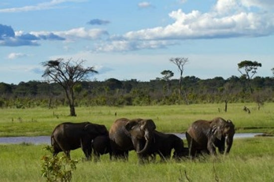 Elephant Poster Print by David Wall showcasing majestic wildlife art.