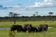 Elephant Poster Print by David Wall showcasing majestic wildlife art.