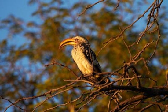 Southern Yellow-billed Hornbill poster print by David Wall.