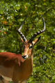Male Impala Fine Art Print from Hwange National Park, Zimbabwe by David Wall