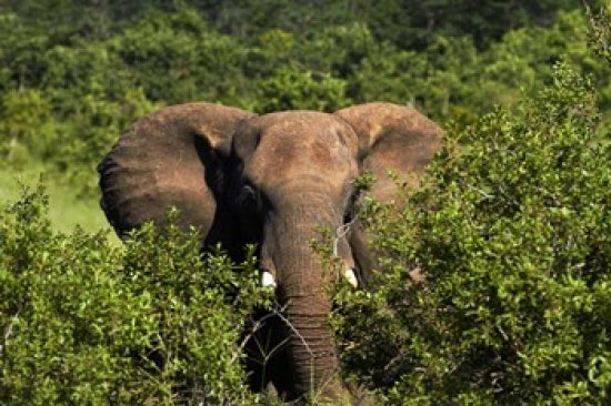 Elephant Poster Print from Hwange National Park, Zimbabwe