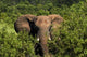 Elephant Poster Print from Hwange National Park, Zimbabwe