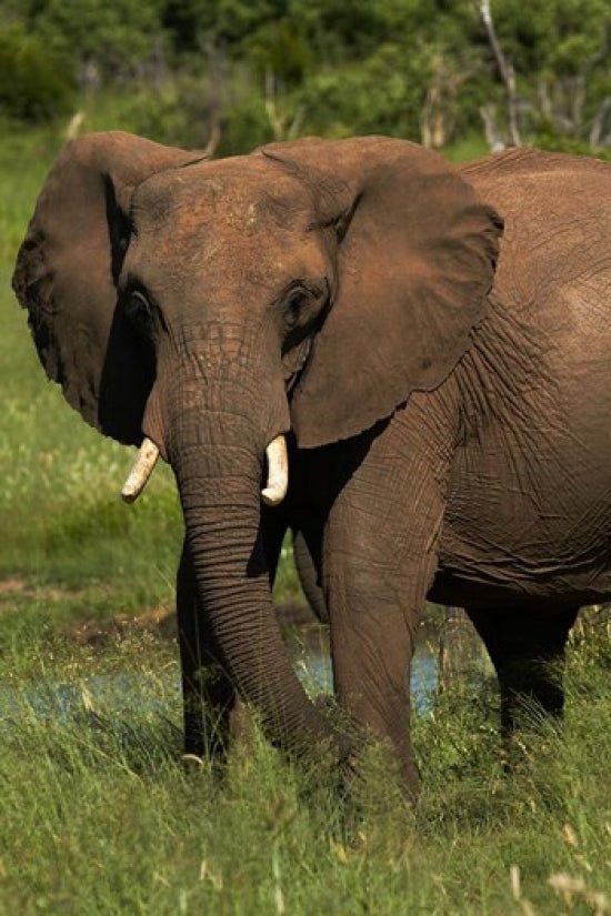 Elephant poster print featuring Hwange National Park, Zimbabwe by David Wall.