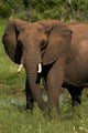 Elephant poster print featuring Hwange National Park, Zimbabwe by David Wall.
