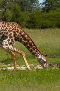 Giraffe drinking in Hwange National Park Zimbabwe - Poster Print by David Wall