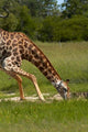 Giraffe drinking in Hwange National Park Zimbabwe - Poster Print by David Wall