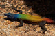Common Flat Lizard on Malindidzimu Hill Poster Print by David Wall in Matobo NP, Zimbabwe