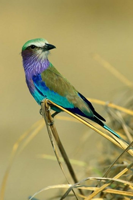 Lilac-Breasted Roller bird poster print by Kevin Schafer, vibrant colors