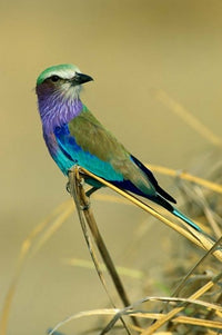 Lilac-Breasted Roller bird poster print by Kevin Schafer, vibrant colors