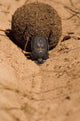 Zimbabwe Dung Beetle Rolling Dung Ball Poster Print by Michele Benoy Westmorland