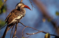 Zimbabwe Red-Billed Hornbill Bird Poster Print by William Sutton