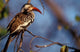 Zimbabwe Red-Billed Hornbill Bird Poster Print by William Sutton