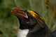 Macaroni Penguin poster print from South Georgia Island.