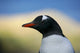 Gentoo penguin poster print featuring South Georgia Island Stromness Bay.