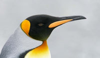 King Penguin Head Poster Print showcasing wildlife from South Georgia Island.