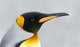 South Georgia Island King Penguin Head Poster Print by Jaynes Gallery