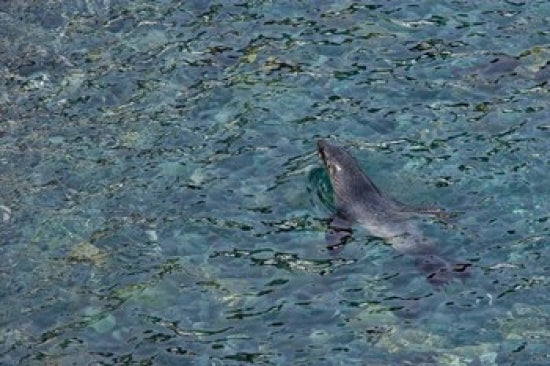 Southern Fur Seal Swimming in Clear Water Poster Print