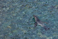 Southern Fur Seal Swimming in Clear Water Poster Print