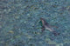 Southern Fur Seal Swimming in Clear Water Poster Print
