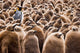 Young King Penguin Chicks in Brown Coats Poster Print from Antarctica