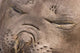 Female Elephant Seal Poster Print from South Georgia Island, Antarctica.