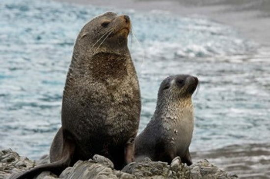 Mother fur seal and pup on South Georgia Island poster print.