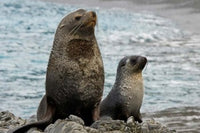 Mother fur seal and pup on South Georgia Island poster print.