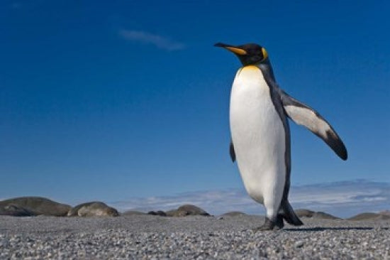 Strutting King Penguin Poster Print featuring a charming king penguin in its natural habitat.