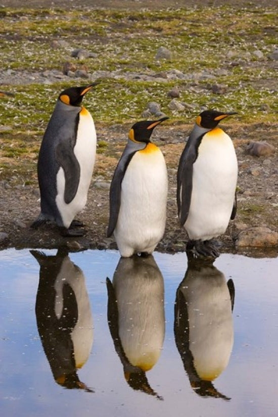 King Penguin Reflections Poster Print by Jaynes Gallery