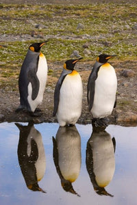 King Penguin Reflections Poster Print by Jaynes Gallery
