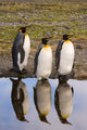 King Penguin Reflections Poster Print by Jaynes Gallery