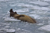 South Georgia Island Bull Elephant Seal poster print showcasing wildlife beauty.