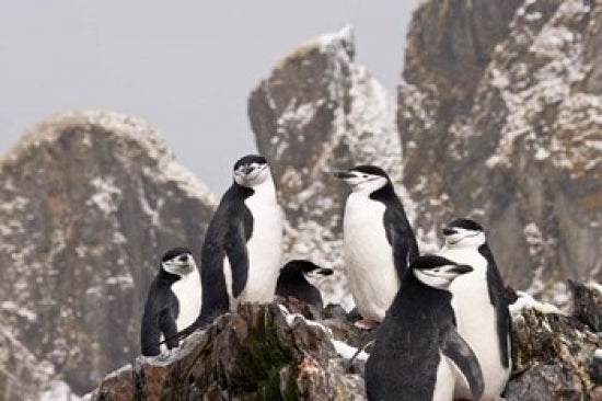 Chinstrap penguins at Cooper Bay, South Georgia Island poster print.