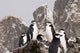 Chinstrap penguins at Cooper Bay, South Georgia Island poster print.