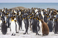 Colony of King Penguins Poster Print by Jaynes Gallery - wildlife art