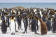 Colony of King Penguins Poster Print by Jaynes Gallery - wildlife art