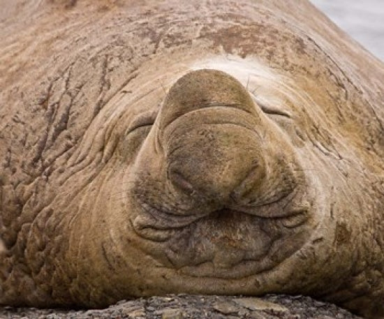 South Georgia Island Sleeping Bull Elephant Seal Poster Print by Jaynes Gallery.