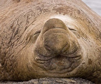South Georgia Island Sleeping Bull Elephant Seal Poster Print by Jaynes Gallery.