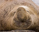 South Georgia Island Sleeping Bull Elephant Seal Poster Print by Jaynes Gallery.