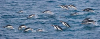 Gentoo Penguins poster print showcasing South Georgia Island's stunning nature.