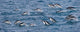 Gentoo Penguins poster print showcasing South Georgia Island's stunning nature.