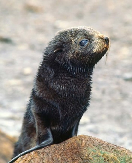 Close Up of Fur Seal Pup Poster Print by Charles Sleicher, showcasing the adorable features of a young seal.