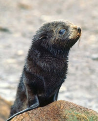 Close Up of Fur Seal Pup Poster Print by Charles Sleicher, showcasing the adorable features of a young seal.