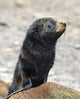 Close Up of Fur Seal Pup Poster Print by Charles Sleicher, showcasing the adorable features of a young seal.